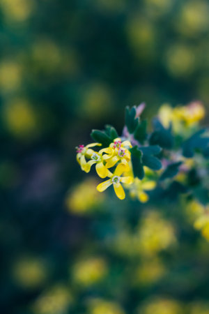 yellow flowers of gooseberry. The gooseberry Bush in the spring. On branches with green leaves blossomed small flowers. Springの写真素材