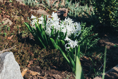 Bright white flower hyacinth in the garden in spring. white hyacinths. in the garden grows a bush of white hyacinths in the ground.の写真素材