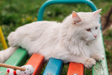 a cute white kitten with different colored eyes.white cat, with blue and green eyes, multicolored eyes. sits on the playground on the benchの写真素材