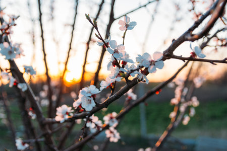 cherry branch with white flowers blooming in early spring in the garden. at sunset of the day, the setting sun shines on a branchの写真素材