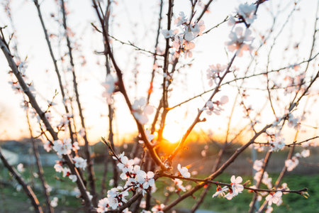 cherry branch with white flowers blooming in early spring in the garden. at sunset of the day, the setting sun shines on a branchの写真素材
