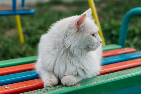 white cat sitting on a bench in the garden, squinting, hungry, lost.の写真素材