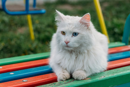 a cute white kitten with different colored eyes.white cat, with blue and green eyes, multicolored eyes. sits on the playground on the benchの写真素材