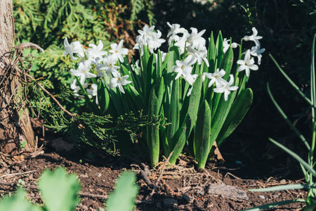 Bright white flower hyacinth in the garden in spring. white hyacinths. in the garden grows a bush of white hyacinths in the ground.の写真素材