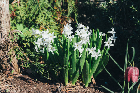 Bright white flower hyacinth in the garden in spring. white hyacinths. in the garden grows a bush of white hyacinths in the ground.の写真素材