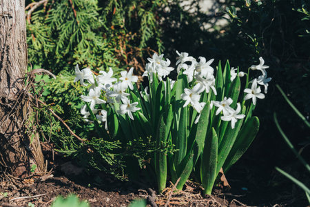 Bright white flower hyacinth in the garden in spring. white hyacinths. in the garden grows a bush of white hyacinths in the ground.の写真素材