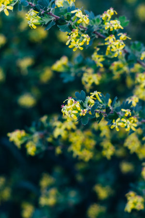 yellow flowers of gooseberry. The gooseberry Bush in the spring. On branches with green leaves...