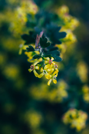 yellow flowers of gooseberry. The gooseberry Bush in the spring. On branches with green leaves blossomed small flowers. Springの写真素材