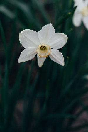 one flowers white daffodils grow in a park, on a flower bedの写真素材