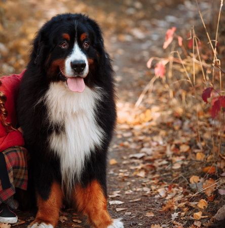 Bernese mountain dog sits on yellow foliage in autumn, dog is hugged by child in plaid skirt.