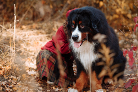 Bernese mountain dog sits on yellow foliage in autumn, dog is hugged by child in plaid skirt.の写真素材