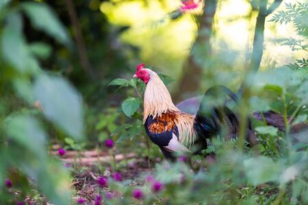 Cock crowing in forest with blur of treesの写真素材