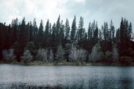 Lake and pine forest at Liwong public park, Chana, Songkhla, Thailand at Liwong, Songkhla, Thailandの写真素材