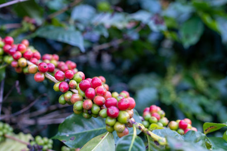 Red and green beans of coffee on tree at Phahee, Chiang rai, Thailandの写真素材