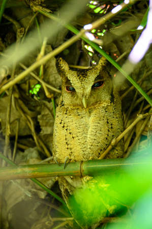 True owl bird on branch of tree in forestの写真素材