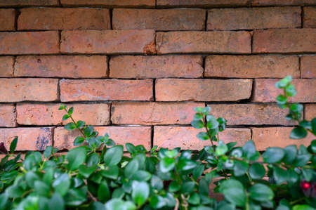 Red Brick wall with plants foreground