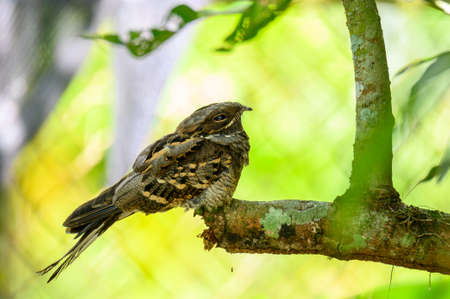 Large-tailed Nightjar bird on branch of tree in forestの写真素材