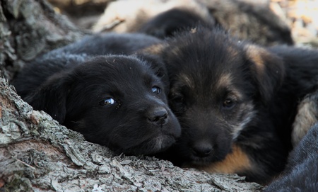 sad puppysの写真素材