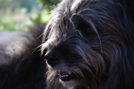 sheppard dog closeupの写真素材