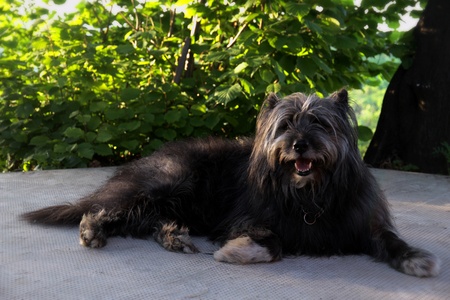 smiling sheppard dog の写真素材