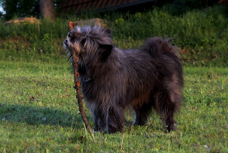 sheppard dog playing with stickの写真素材