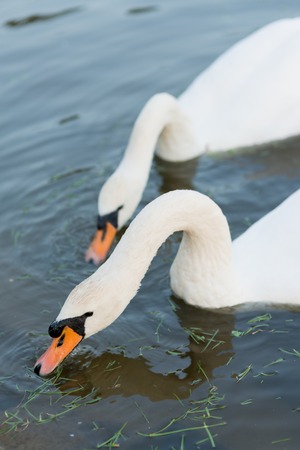 white swans on the summer lake swimming. Morning sceneの写真素材