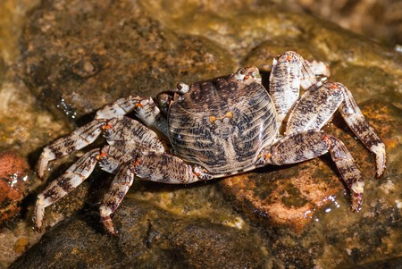 Wet sea crab sitting on the stone.の写真素材