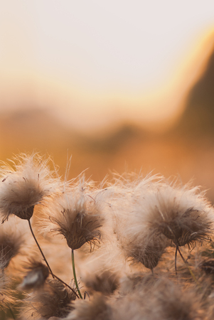 Beautiful sunrise light through thorns or bur flowers with copyspace. Vertical image.の写真素材