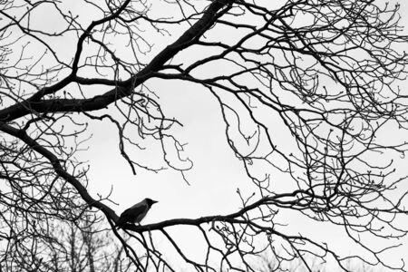 Crows  on tree branches. Black and white. backgroundの写真素材