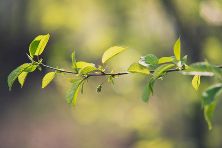 gentle cherry branch in white flowers blossom in  spring with green blurred background.の写真素材