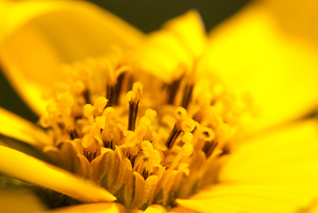 Macro shot yellow flower closeup summer background.の写真素材
