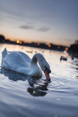 Swan cygnus swimming during a golden sunset on a beautiful magical blue lake in the evening with beautiful reflection on the water.の写真素材