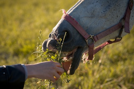 girl feeding couple of white horses graze in a paddock. Closeup.の写真素材