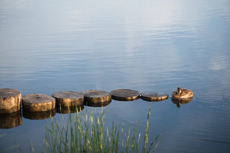 Duck and duckling in the morning autumn Lake.の写真素材