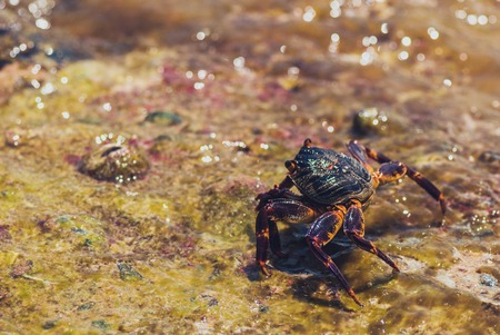 Wet sea crab on the stone. sunny summer day.の写真素材