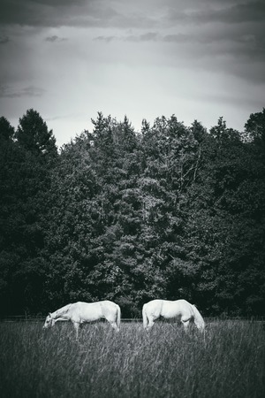 two white horses graze in a paddock field near forest. Grayscale vertical picture.の写真素材