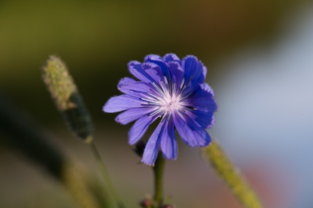 Close-up on blue flower on blurred bokeh background.の写真素材