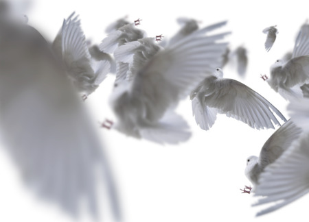 Composite of a beautiful white doves in flight over white background.の写真素材