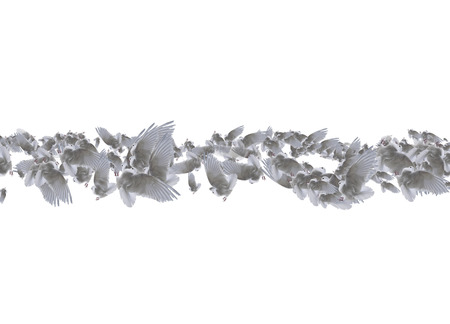 Composite of a beautiful white doves in flight over white background.の写真素材