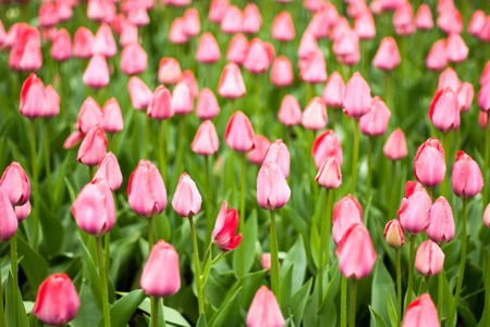 Close-up of pink tulips in a field of pink tulipsの写真素材