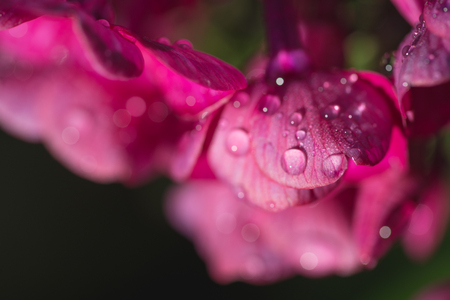 pink flowers Phlox with water drops after the fresh rain. Still life. Spring background. Extream closeup macro shotの写真素材