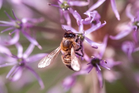 Bee collecting nectar on purple alum garlic flower. macro close-up. selective focus shot with...