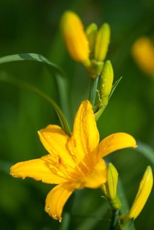 Bright yellow lily flowers with dew water drops under the bright spring sun. selective focus macro shot with shallow DOFの写真素材
