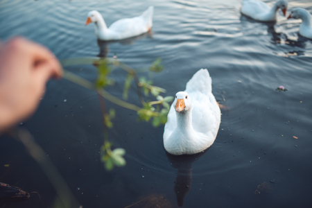 Mans hand Feeding the flock of white Domestic Geese swimming in lake in evening. Domesticated grey goose are poultry used for meat, eggs, down feathers (Anser anser domesticus)の写真素材