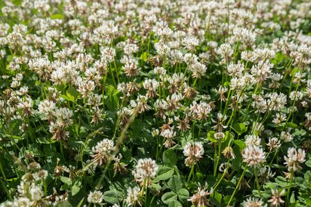 white clover wild meadow flowers in field. Nature vintage summer autumn outdoor photo. Selective focus macro shot with shallow DOF.の写真素材