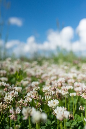 white clover wild meadow flowers in field over deep blue sky. Nature vintage summer autumn outdoor photo. Selective focus macro shot with shallow DOF.の写真素材