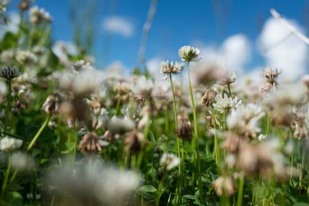 white clover wild meadow flowers in field over deep blue sky. Nature vintage summer autumn outdoor photo. Selective focus macro shot with shallow DOF.の写真素材