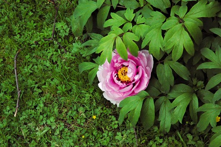Big blooming red peony flower in spring. Happy 8th march day gift with copyspase.の写真素材