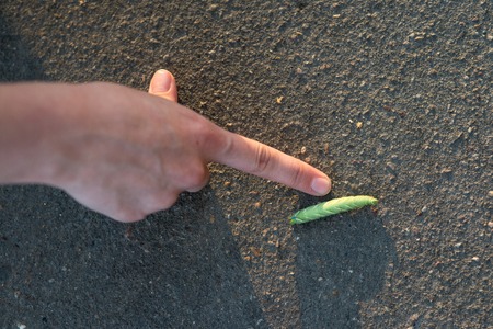 Young woman traveler touches giant green caterpillar laying on the gray asphalt lit by sun.の写真素材