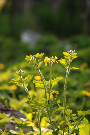 Beautiful yellow flowers on a bokeh background.の写真素材
